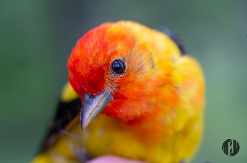 Close up image of a male Western Tanager