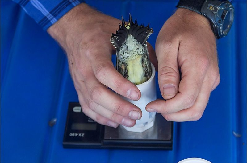 A biologist weighs a Red-breasted Sapsucker, a woodpecker. The bird is inserted face down into a weight tube, with its yellow-ish rump sticking up out of the tube. 