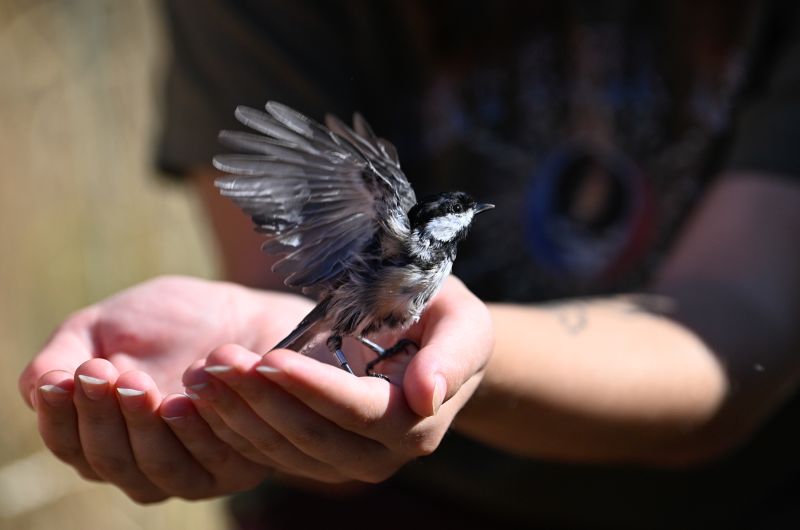A banded Black-capped Chickadee spreads its wings to fly away after the banding process. Photo by Justin Griggs.
