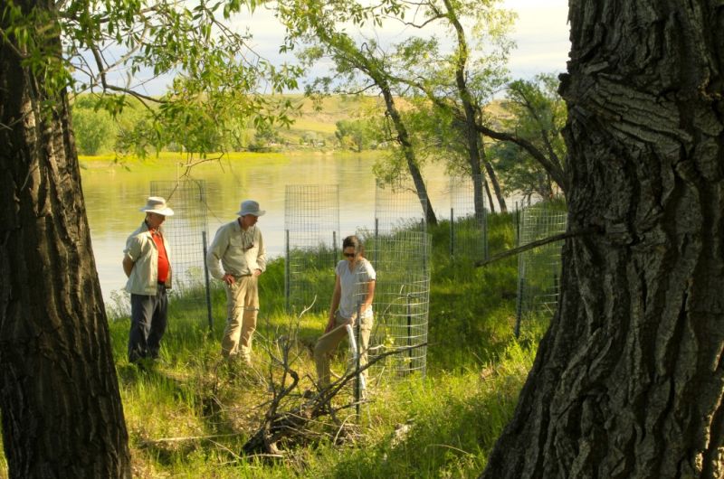 Cottonwood restoration crew on the Missouri River