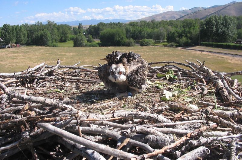 Banded Osprey chick in nest with field and mountains behind