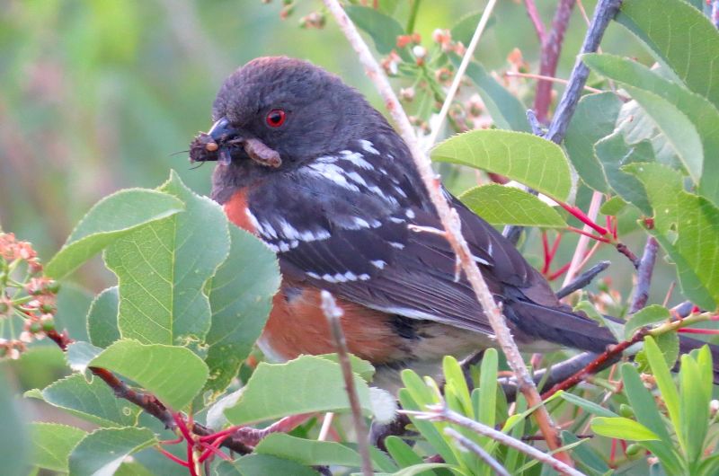 Female Spotted Towhee in a shrub with food 