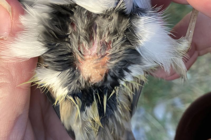 A biologist gently blows on a small bird to part its feathers and observe the yellowish, abdominal fat deposits just under the skin.