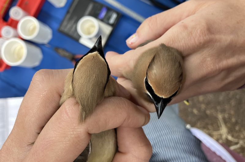 Biologists compare the head coloration of female and male Cedar Waxwing.