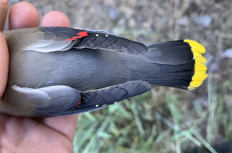 The wing of a Cedar Waxwing with a pigment aberration: yellow spots on the tips of the primary flight feathers.