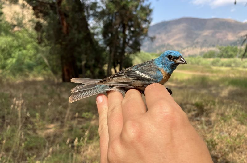 A biologist holds a male Lazuli Bunting, a bright blue bird with an orange chest and white belly, banded by our staff at our Rock Creek Confluence site in 2024.