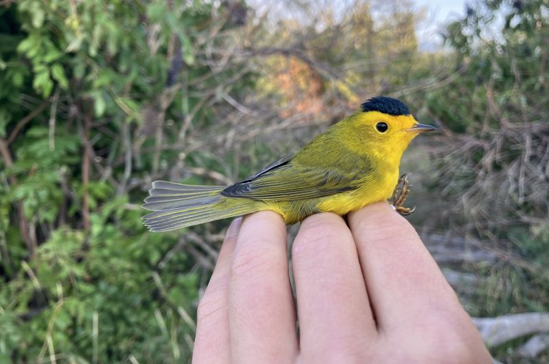 A biologist holds a Wilson's Warbler, a small yellow songbird with a black cap.