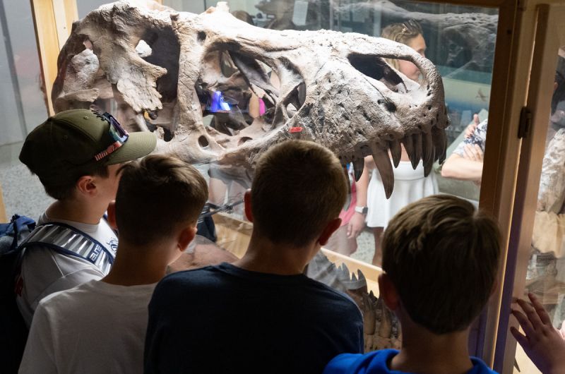 A group of students stare at a fossilized T-Rex head.