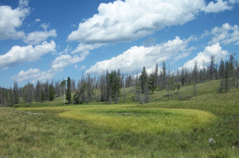 A green meadow with a marshy center, surrounded by hills with evergreen and burned trees under a bright blue sky with white clouds.