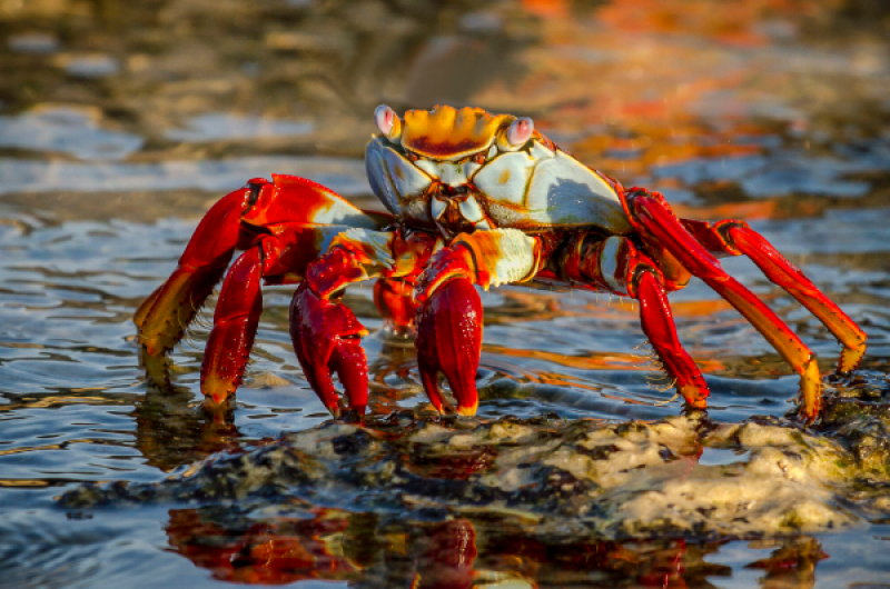 Galapagos sally lightfoot crab