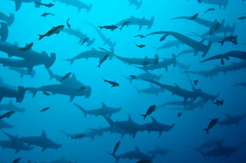 Galapagos hammerhead sharks