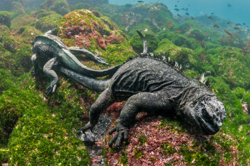 Galapagos marine iguanas