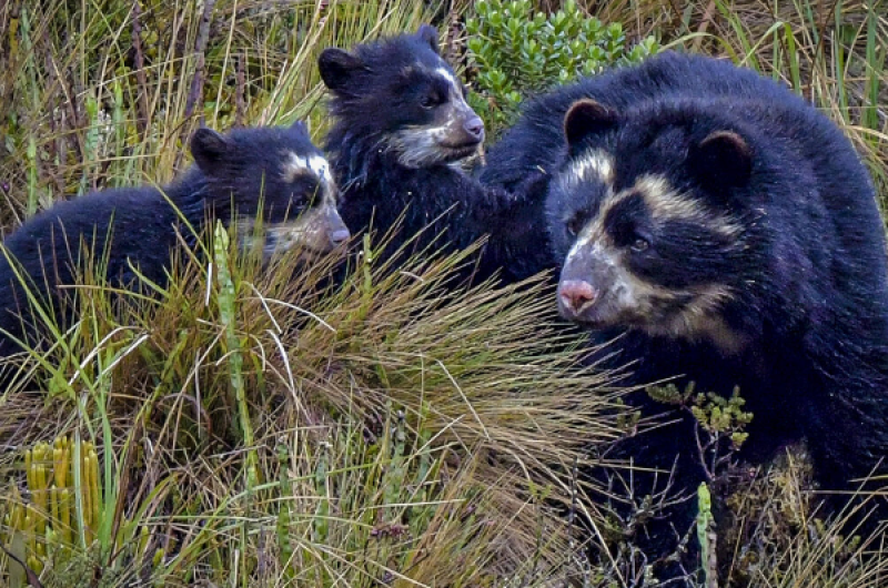 The spectacled bear (Tremarctos ornatus)