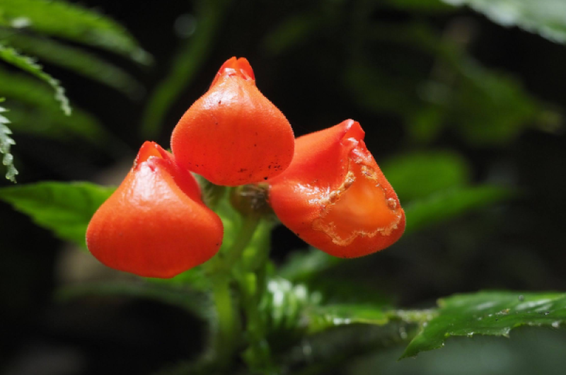 Gasteranthus extinctus