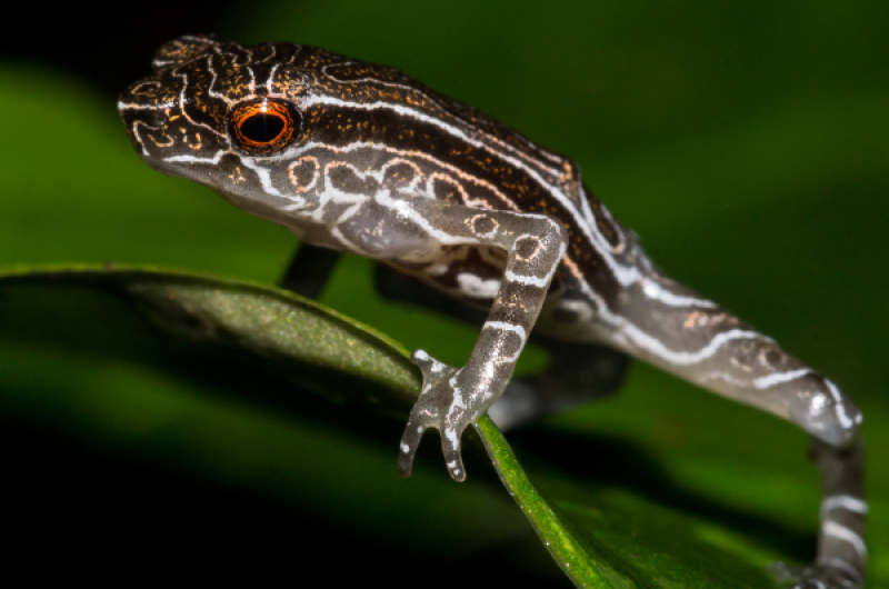 Tandayapa Andes Toad (Rhaebo olallai)