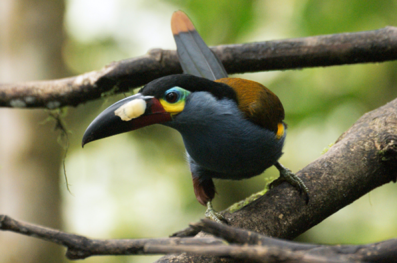 The plate-billed mountain toucan (Andigena laminirostris) is a species of bird in the family Ramphastidae.