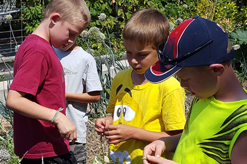  Investigating local plant life