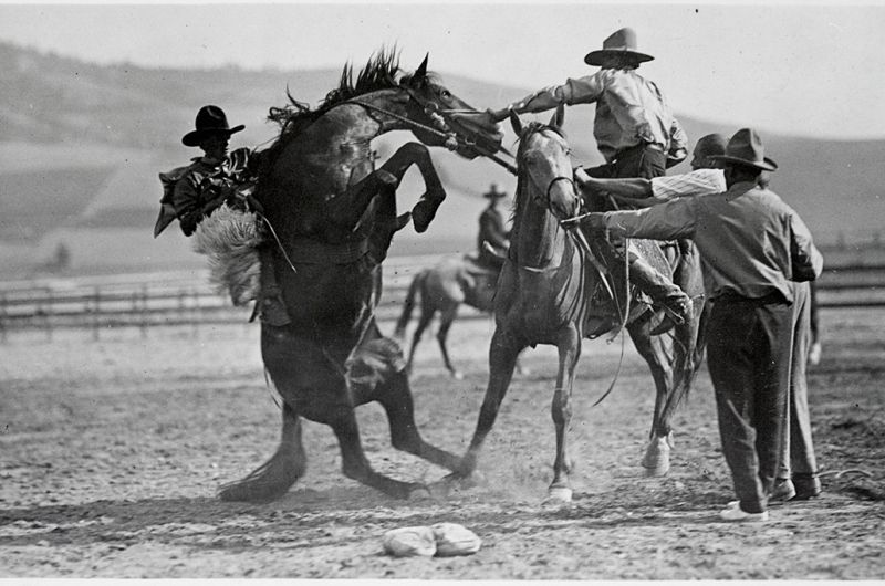 Bronc-riding at the Missoula Stampede, Missoula, �����ؿ�. Horse rearing. The pick-up man is on horseback by the bronc rider. Two other men stand nearby and another rider sits on a horse. Photograph number 73-0041.