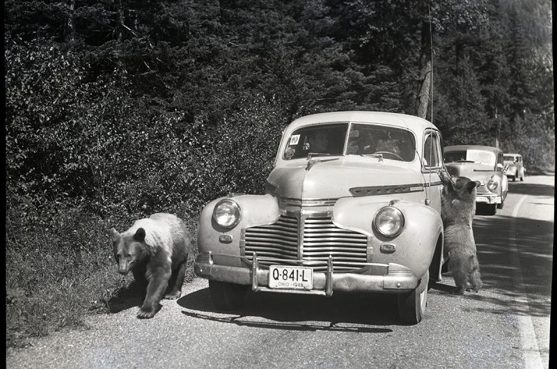 Bears on the road near Avalanche Campground, Glacier National Park, �����ؿ�. Three automobiles are pulled over onto the side of the road. One bear has its front paws on the door of the automobile in front of the row of cars. Photograph number 92-2120.