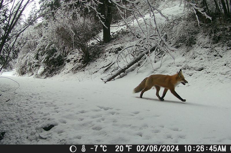 fox in snow