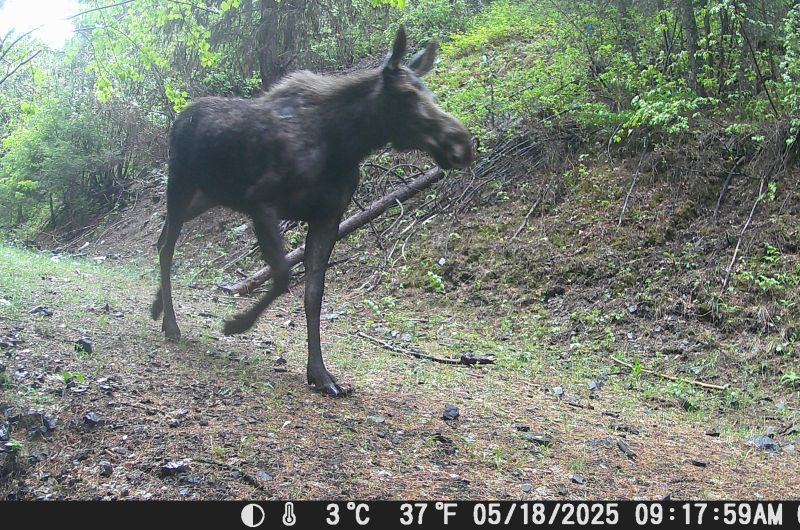 moose walking down trail