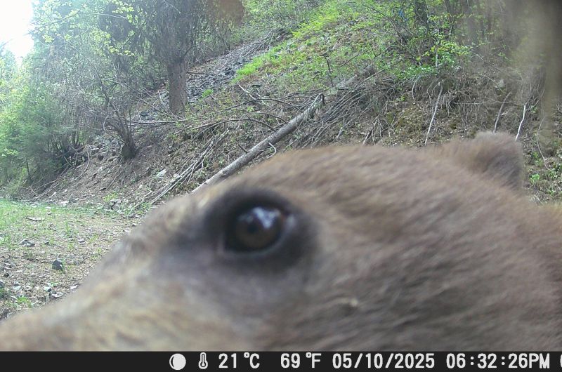 bear looking at the camera