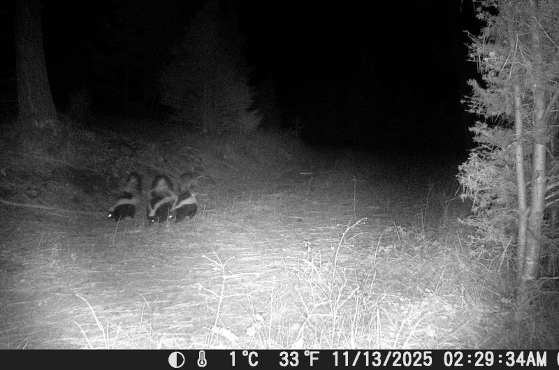 three skunks in the dark