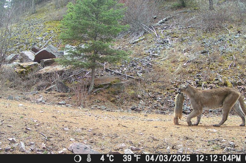 mountain lion carrying prey
