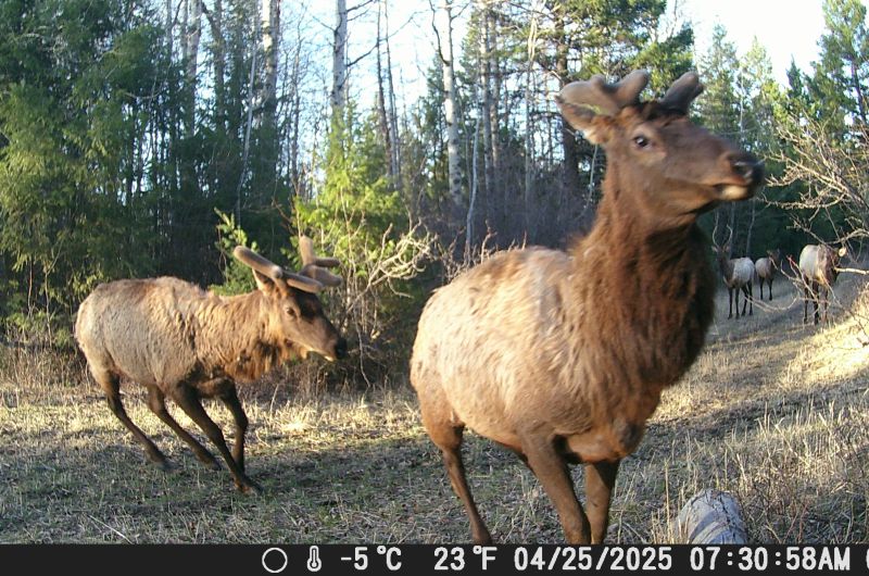 elk herd