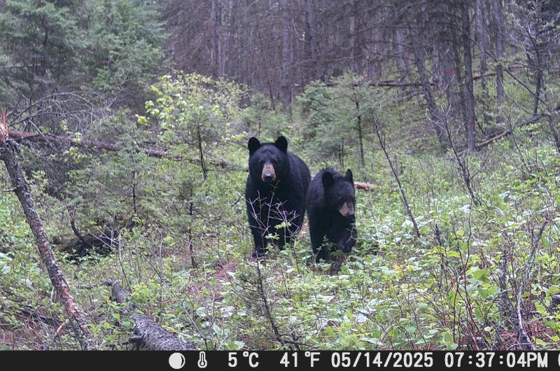 black bears