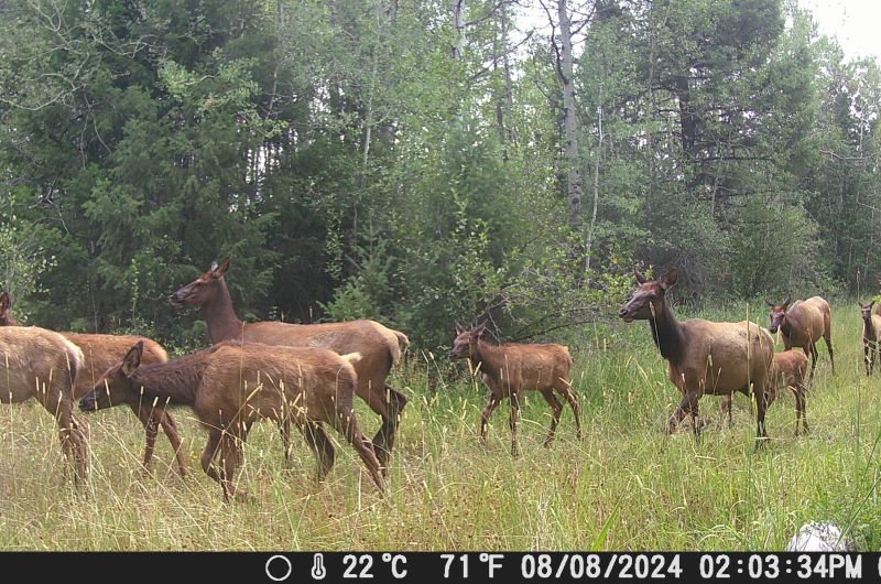 elk herd