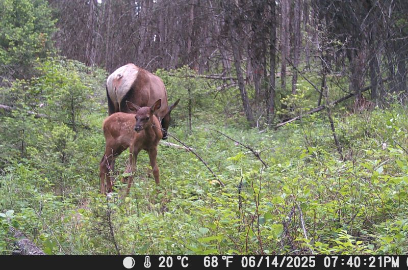 elk fawn with mother