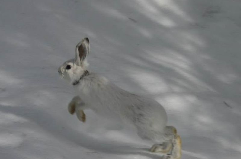 hare jumping through the snow