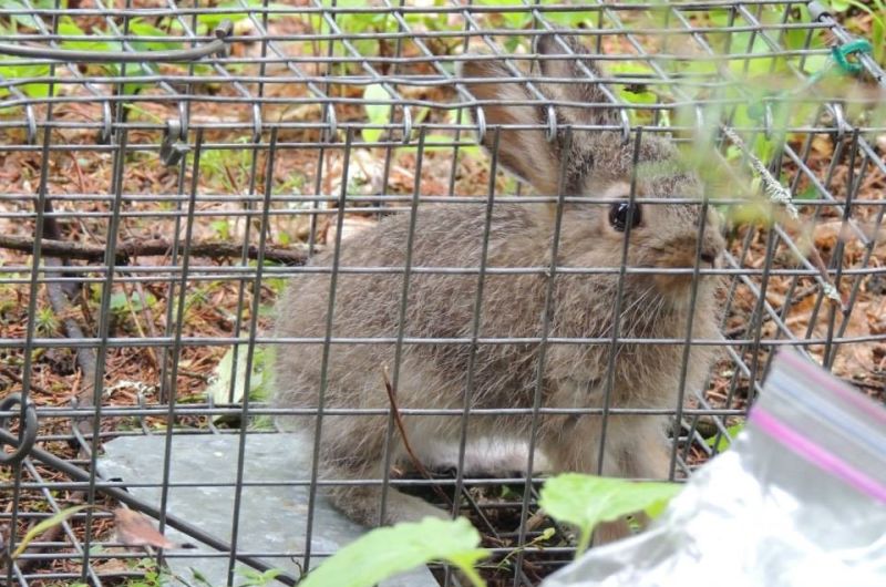 hare in cage
