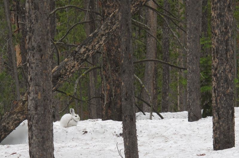 hare on the snow in some trees