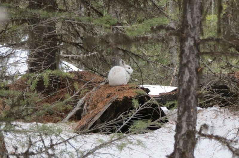 hare on a log in the snow