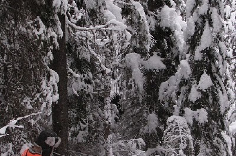lab member using equipment in some snow covered trees