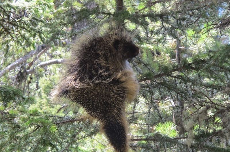 porcupine climbing a tree