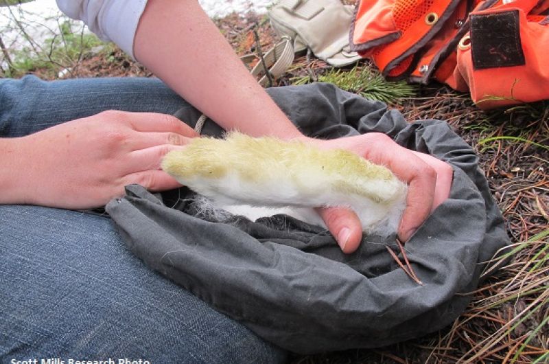 foot of a hare being marked