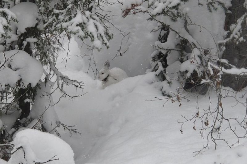 hare in a snowy scene
