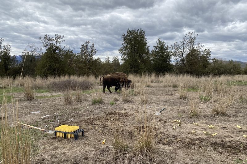 Bison grazing