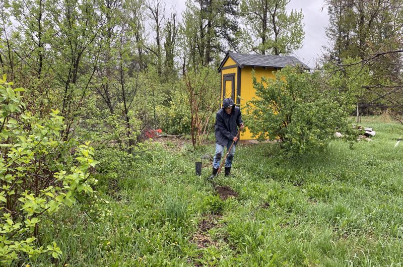 Farmer planting a Blue Elderberry
