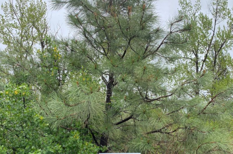 Ponderosa pine tree with sign