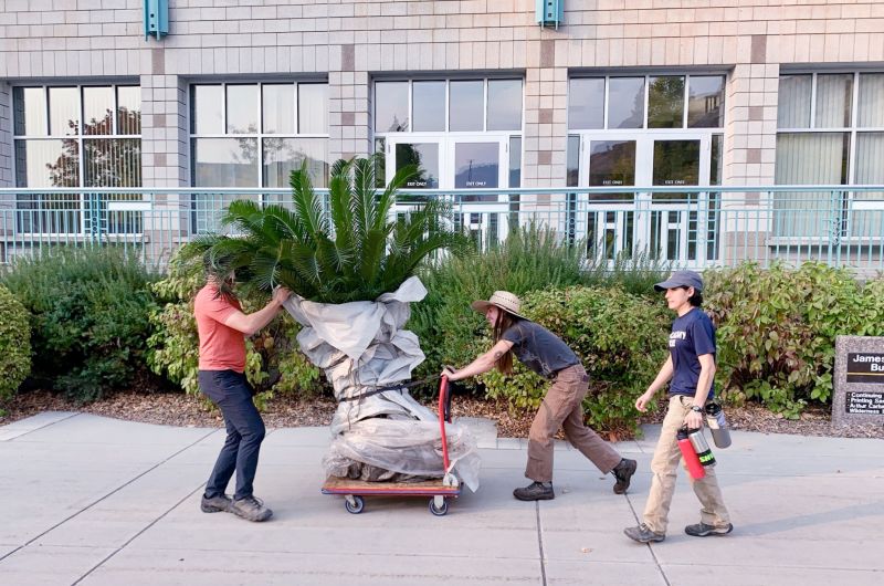 Head Gardener Anna and members of Missoula Plant Exchange move a huge plant on a cart