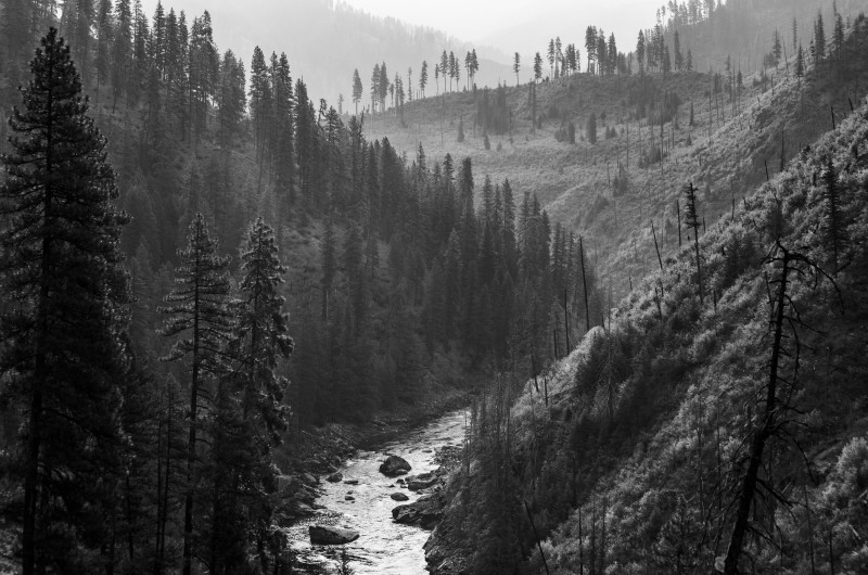black and white photo of evergreen trees on hills leading down to river