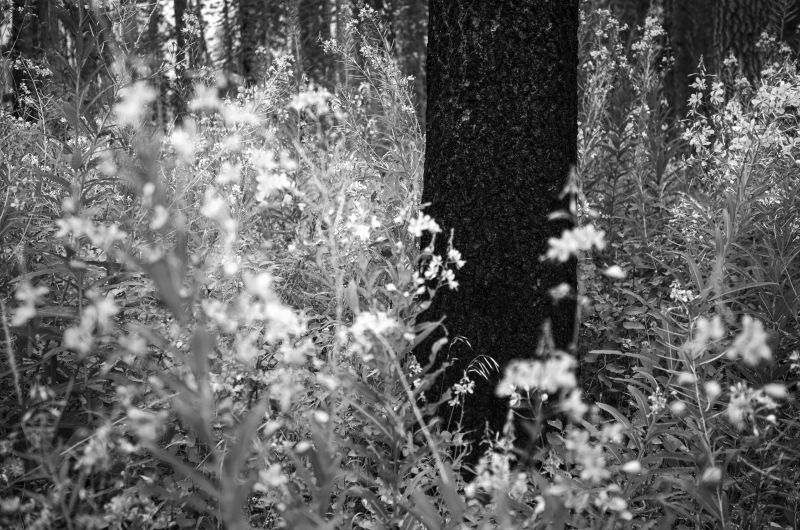 blurred photo of plants with tree trunks in backdrop, black and white