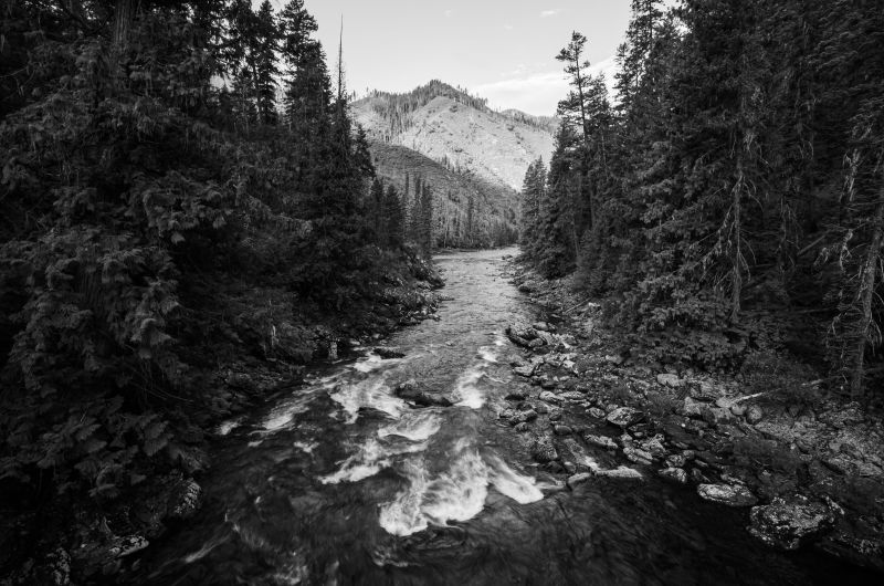 black and white photo of a river and fir trees looking down at a burned hillside
