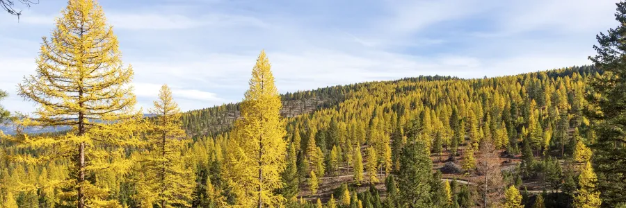 Larch Trees that have turned yellow on a mountainside