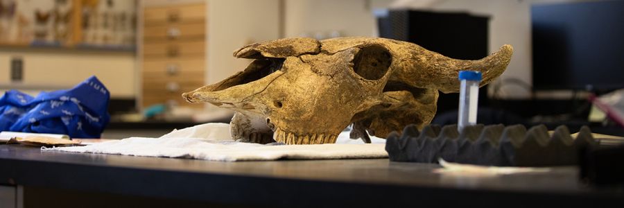 cow skull on a towel on top of a classroom table