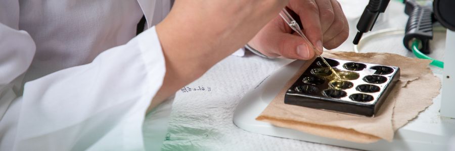 person using a pipette on a tray under a microscope